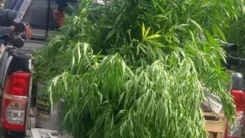 Secuestran 68 plantas de marihuana
