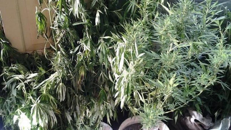 Secuestran 68 plantas de marihuana
