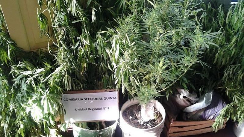 Secuestran 68 plantas de marihuana