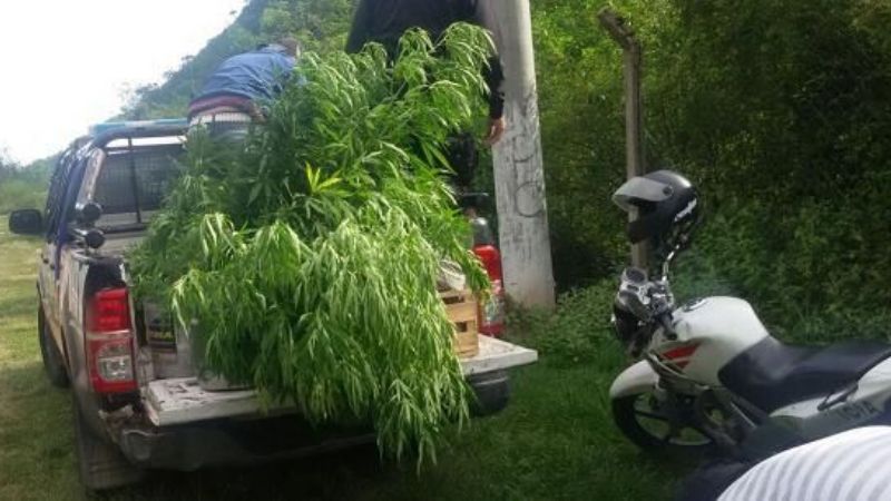 Secuestran 68 plantas de marihuana