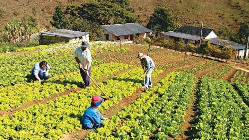 La agricultura familiar en el NEA-NOA genera 53% del empleo agrario