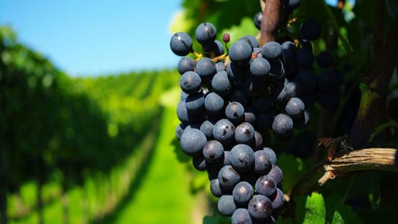 Intensifican monitoreo contra la polilla de la vid en Tucumán y Catamarca