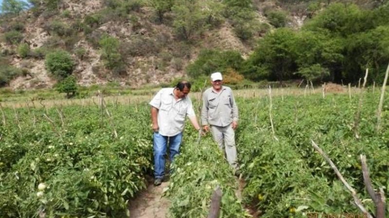 Asisten a minifundistas que adelantan la cosecha del tomate en Capayán