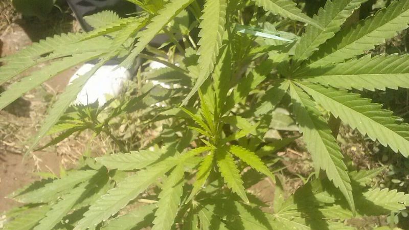 Encuentran plantines de marihuana en Capayán