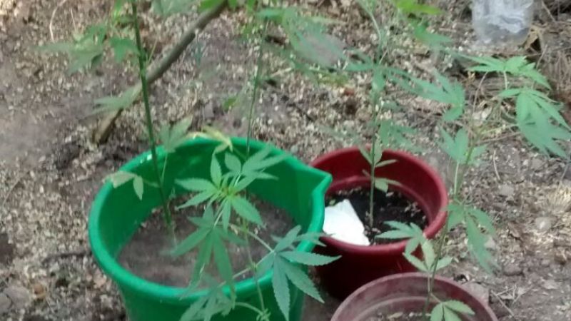 Secuestran 6 plantas de Marihuana en Andalgalá