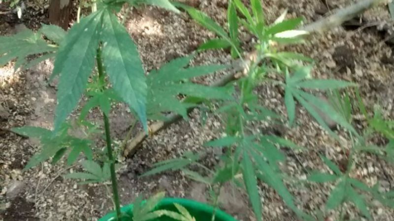 Secuestran 6 plantas de Marihuana en Andalgalá