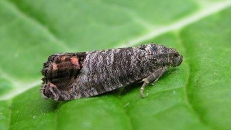 Acciones por la carpocapsa en El Potrero