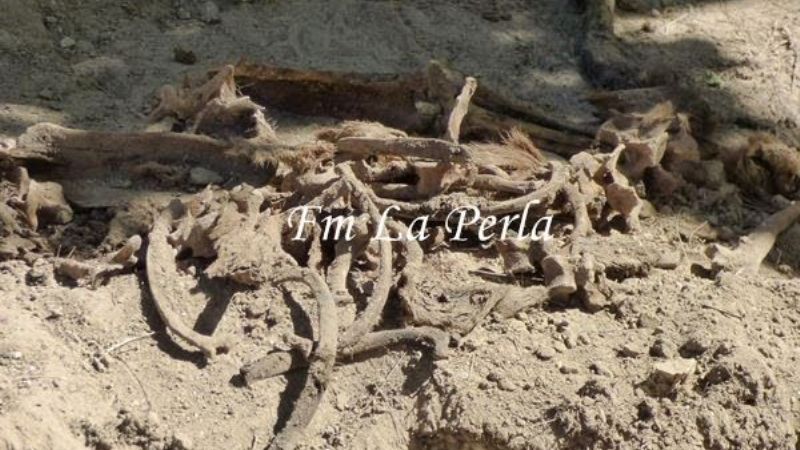 Encontraron el esqueleto de un niño