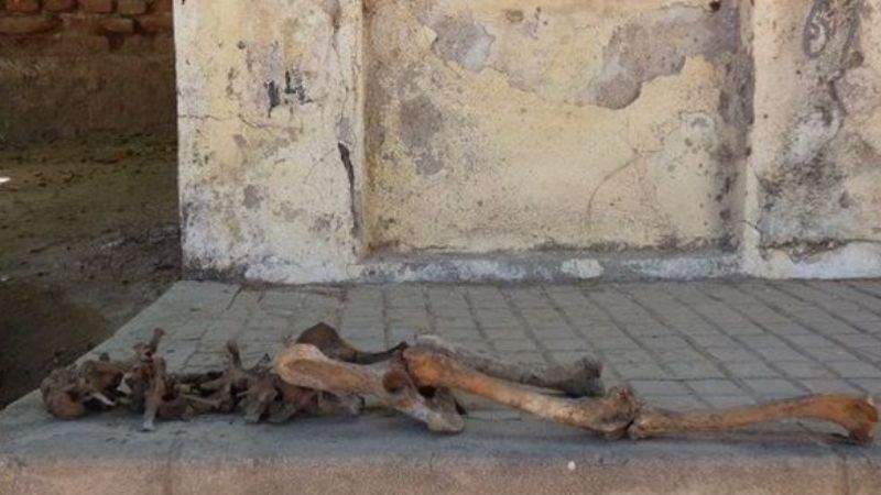 Encuentran pequeño esqueleto