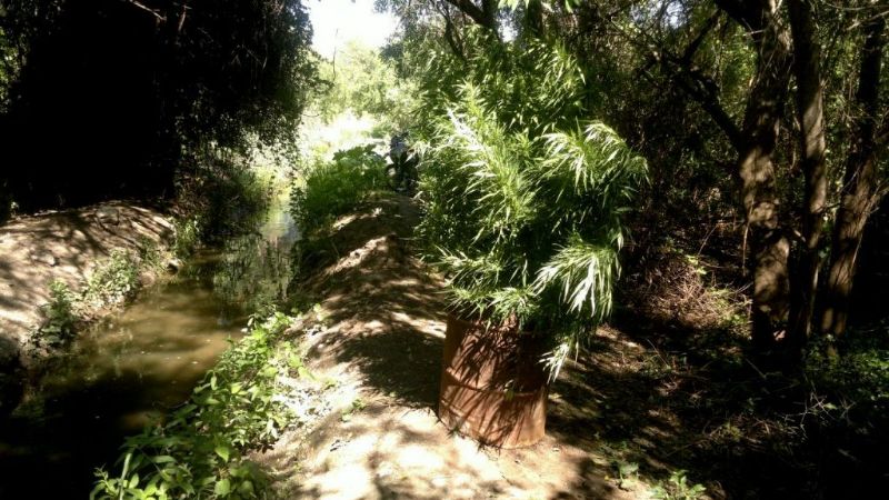 Secuestran plantas de marihuana en Fray Mamerto Esquiú