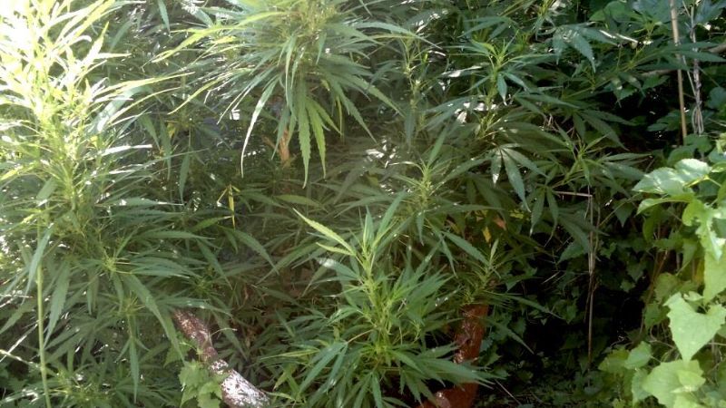 Secuestran plantas de marihuana en Fray Mamerto Esquiú