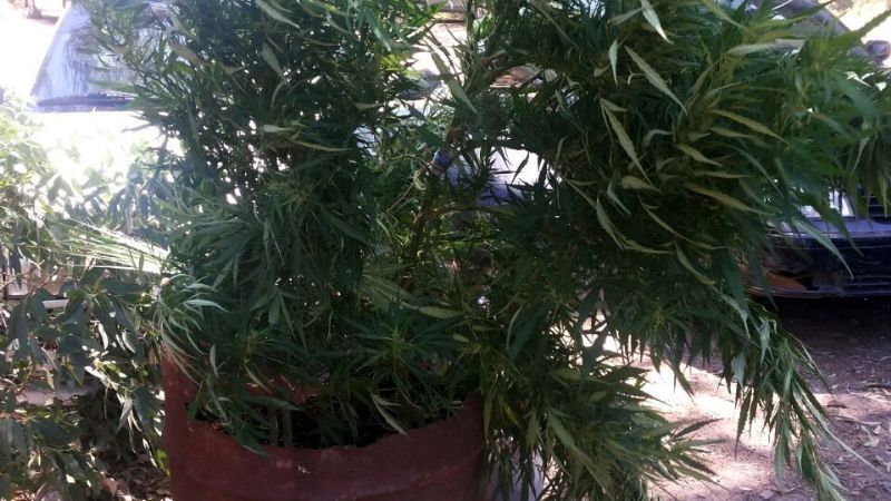 Secuestran plantas de marihuana en Fray Mamerto Esquiú