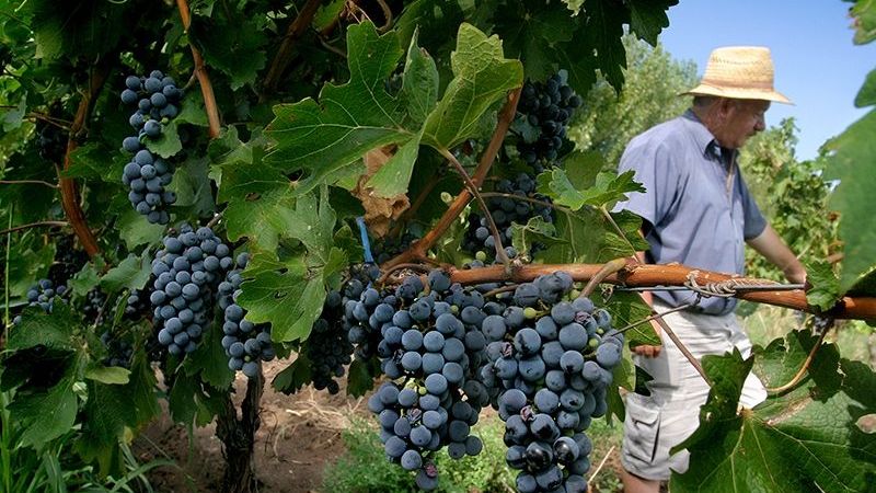 Vitivinícolas promueven el remplazo del azúcar por jugos de frutas