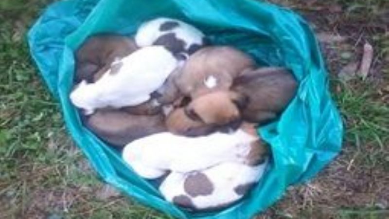 El “bluf” del camión sanitario de Páez