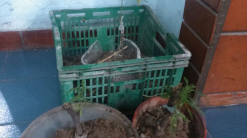 Secuestran plantines de marihuana