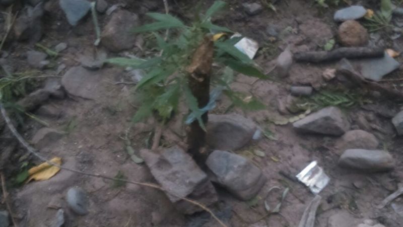 Secuestran plantines de marihuana