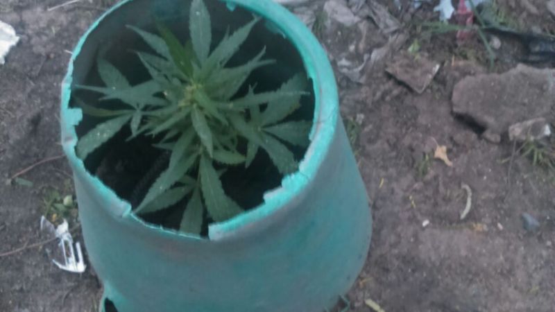 Secuestran plantines de marihuana