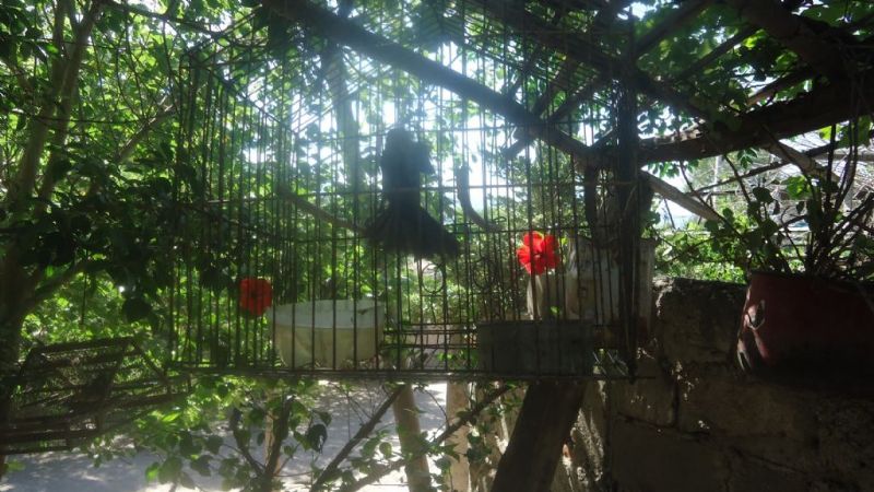 Secuestran 15 especies de Aves Canoras