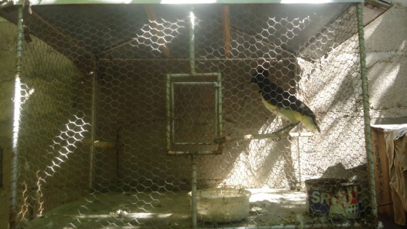 Secuestran 15 especies de Aves Canoras