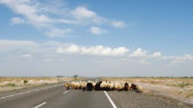 Secuestran animales sueltos en la ruta 38