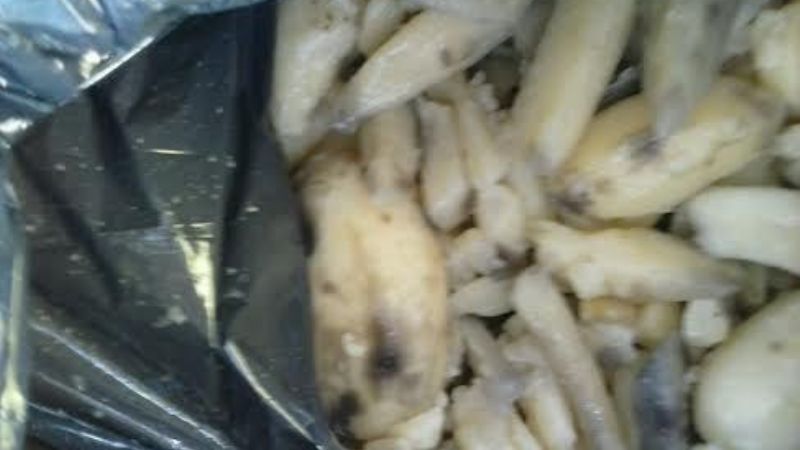 Exitosos controles bromatológicos durante la doma y folclore