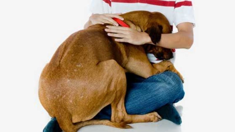 Recomendaciones para el cuidado de mascotas durante las fiestas