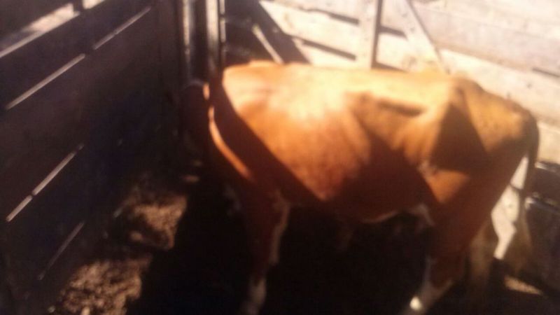 Secuestran un animal