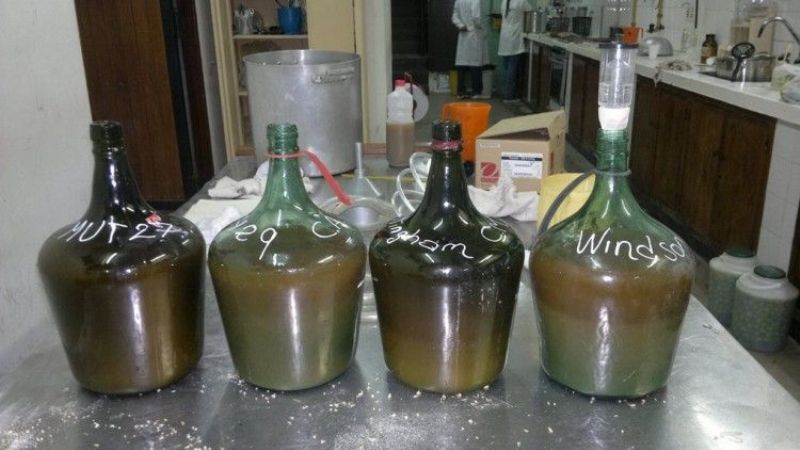 Docentes e Ingenieros elaboraron una cerveza de miel