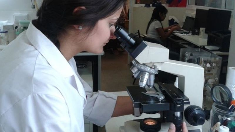 Diseñan alimentos con bacterias lácticas de pseudocereales