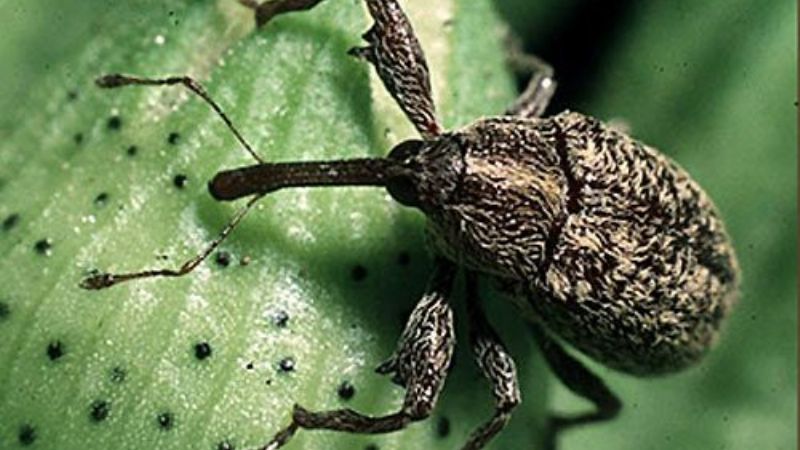 Cuarentena por el picudo algodonero en Chaco, Corrientes y Formosa