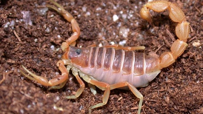 Alerta por accidentes con escorpiones