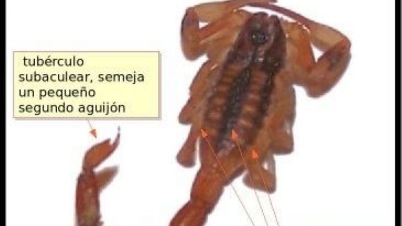 Alerta por accidentes con escorpiones