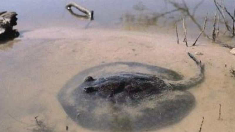 Después de las palometas, ahora atacaron las rayas en el río Paraná