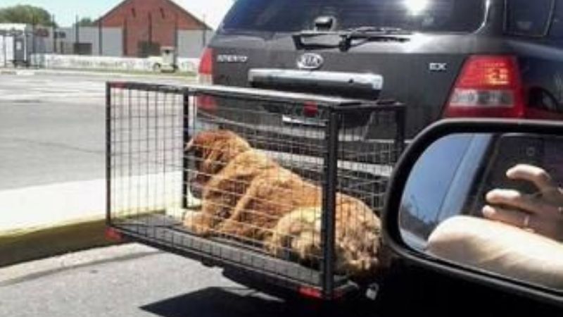 Multarán a quienes transporten animales en jaulas colgadas