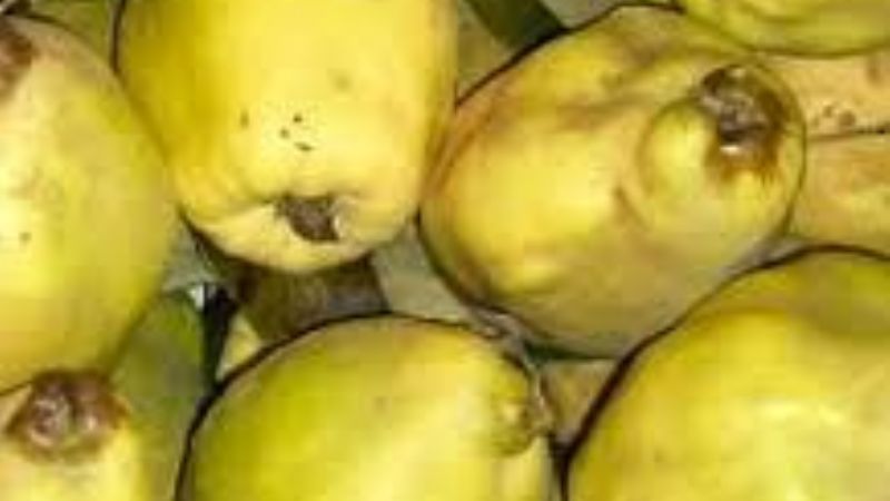 Valor agregado a la producción de membrillo en Andalgalá