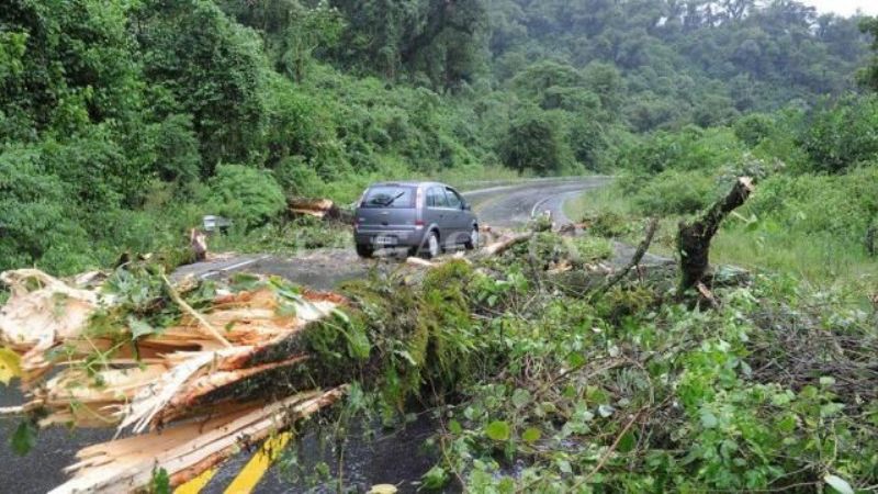 Tras la caída de un árbol, se liberó la ruta a los Valles