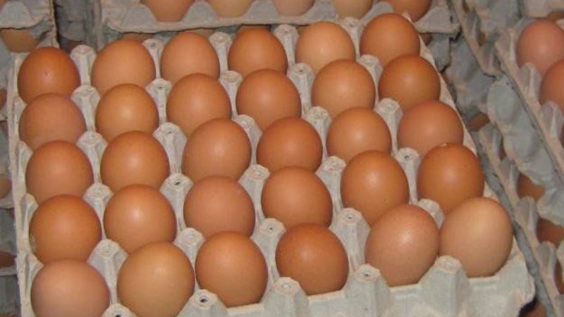 “Las gallinas están de huelga”