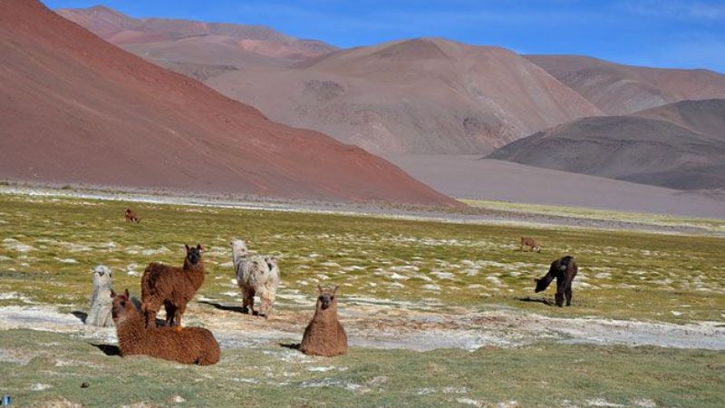 Se lanza la Feria de la Puna 2014