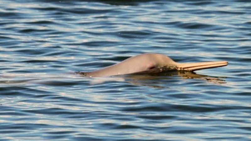 Buscan comprender su biología para conservar la especie