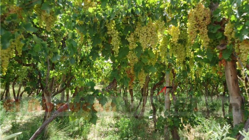 Malestar de viñateros en Fiambalá