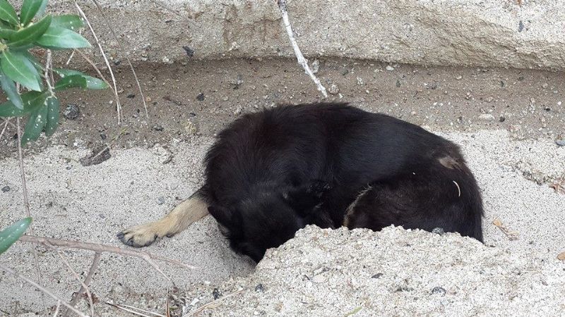 Perro espera a su dueño que murió en alud de Siján