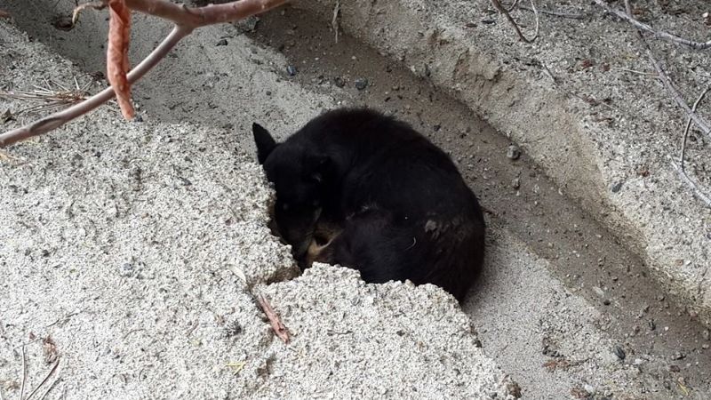 Perro espera a su dueño que murió en alud de Siján