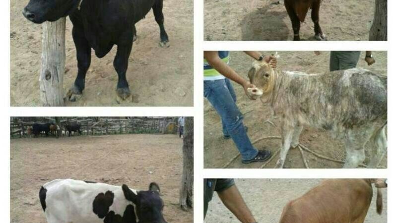 Recuperan animales vacunos robados