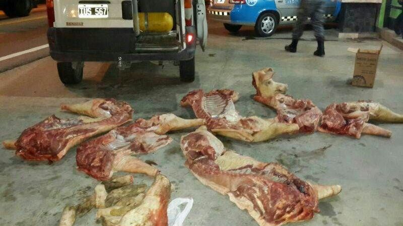 Recuperan animales vacunos robados