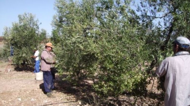 Gobierno protege a olivícolas locales, tras decreto de La Rioja que los perjudica