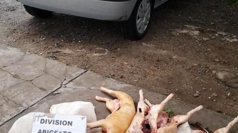 Secuestran cuatro lechones