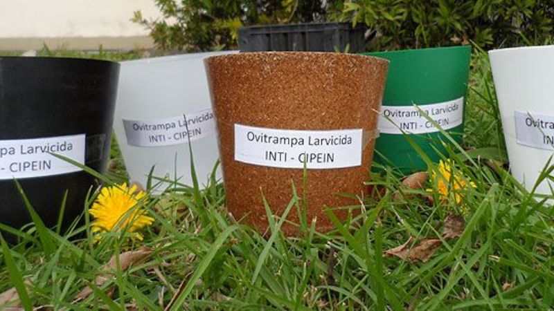 Desarrollan ovitrampa con larvicida contra el Aedes Aegypti en el plástico