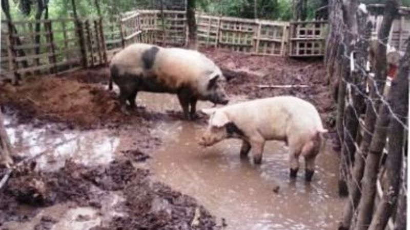 Recuperan animales robados en La Paz