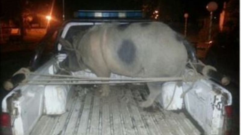 Recuperan animales robados en La Paz