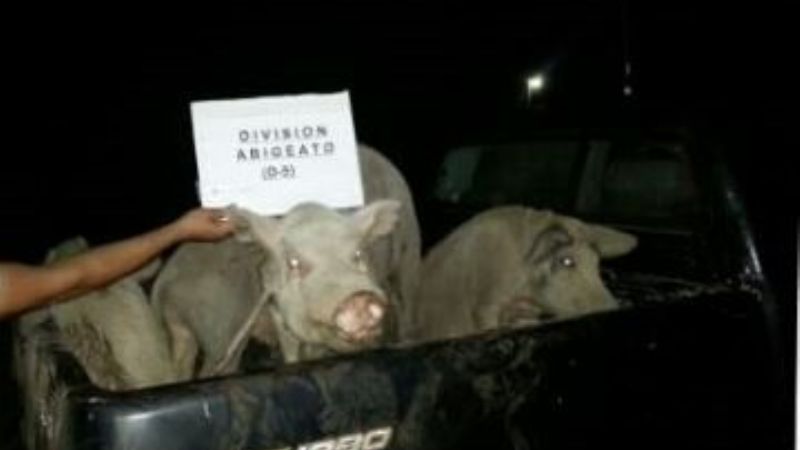 Recuperan animales robados en La Paz